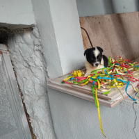 Pincher chihuahua maschio