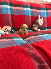 Chihuahua mini toy