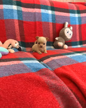 Chihuahua mini toy