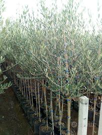 Piante di Ulivo