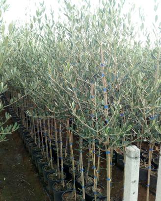 Piante di Ulivo in vaso