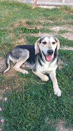 Touch segugino 11 mesi adozione cane
