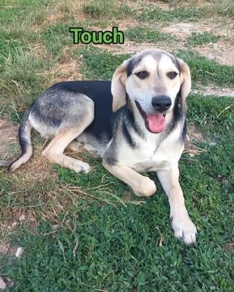 Touch segugino 11 mesi adozione cane