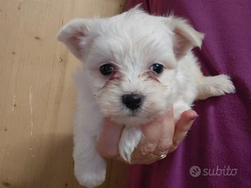 Maltesino
