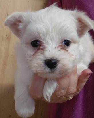 Maltesino