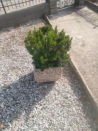 Vasi fiori in cemento