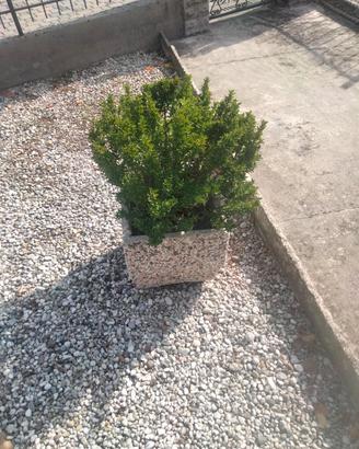 Vasi fiori in cemento