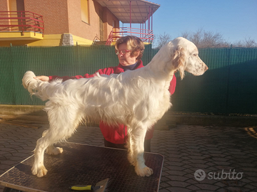 Cucciolo maschio setter inglese