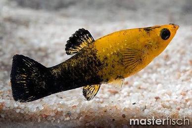 Pesci tropicali Molly e pulitori arancioni