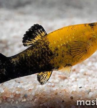 Pesci tropicali Molly e pulitori arancioni