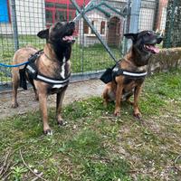 Cucciola di Pastore Belga Malinois