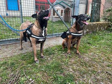 Cucciola di Pastore Belga Malinois