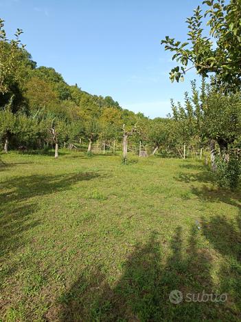 Terreno agricolo