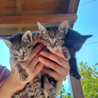 Gattini in adozione