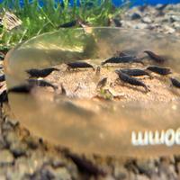 Neocaridina black king kong