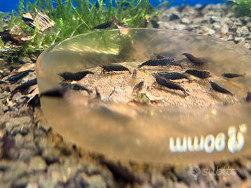 Neocaridina black king kong