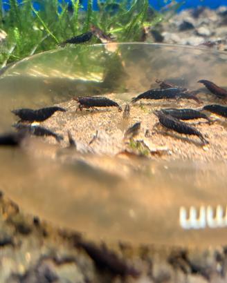 Neocaridina black king kong