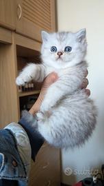 Cuccioli di razza British nati il 25 febbraio 2026