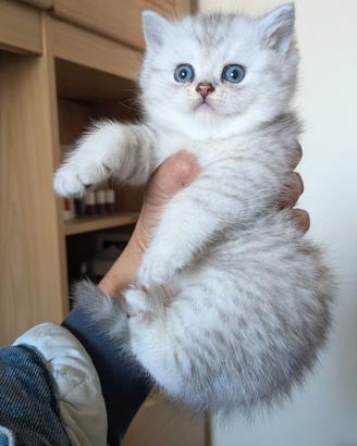 Cuccioli di razza British nati il 25 febbraio 2026