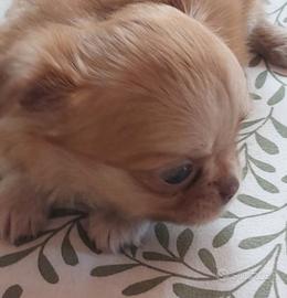 Chihuahua cucciola pelo lungo