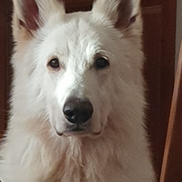 Maschio pastore svizzero bianco per monte