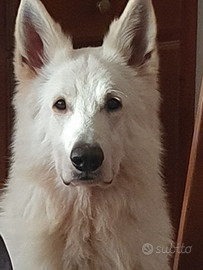 Maschio pastore svizzero bianco per monte