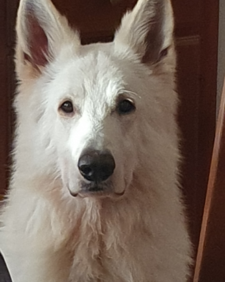 Maschio pastore svizzero bianco per monte