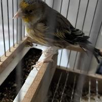 Ibrido vecchio con canto a cardellino