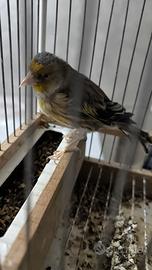 Ibrido vecchio con canto a cardellino