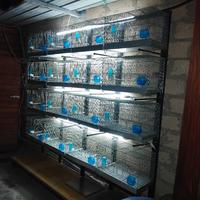 Batteria zingata 16 Gabbie da 58cm