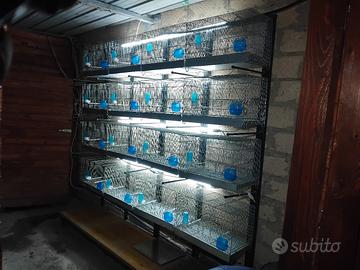 Batteria zingata 16 Gabbie da 58cm