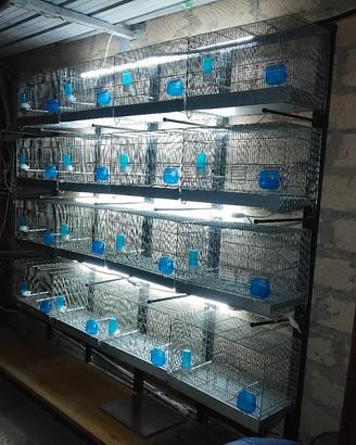 Batteria zingata 16 Gabbie da 58cm