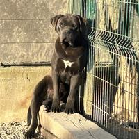 In adozione cane corso con pedigree