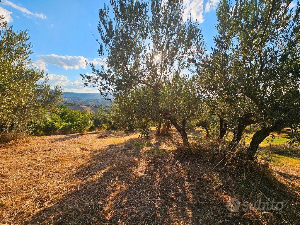 Terreno edificabile con uliveto e vista panoramica - Vista 2