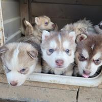 Husky