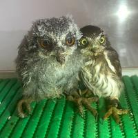 Pulli disponibili assioli faccia bianca e pigmea