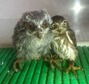 Pulli disponibili assioli faccia bianca e pigmea