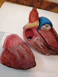 Cuore umano  in cauciù e gomma