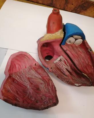 Cuore umano  in cauciù e gomma