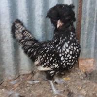Gallo padovana ciuffata