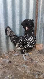 Gallo padovana ciuffata