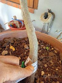 Prebonsai carpino bianco