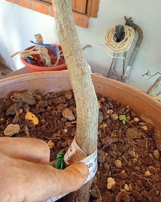 Prebonsai carpino bianco
