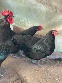Galline di razza Australorp