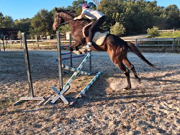 Cavallo psi da salto