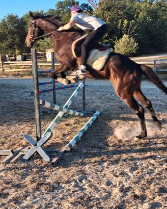 Cavallo psi da salto