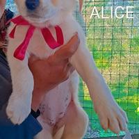 Cucciola in adozione