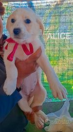 Cucciola in adozione