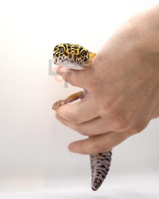Geco leopardino