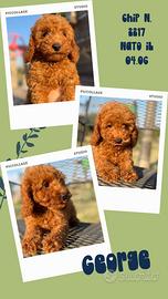 George, cucciolo di barboncino con pedigree Enci